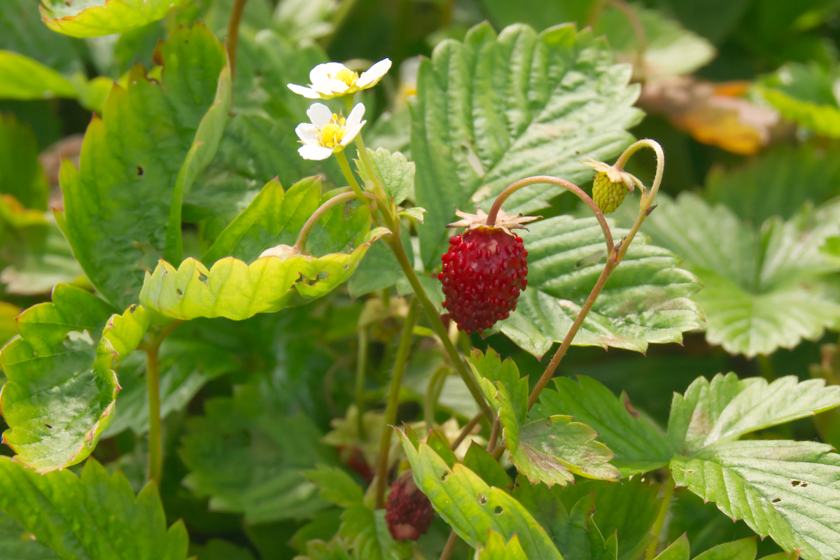 Fragaria vesca var.vesca - Walderdbeere