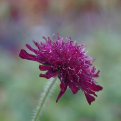 Witwenblume - Knautia macedonica