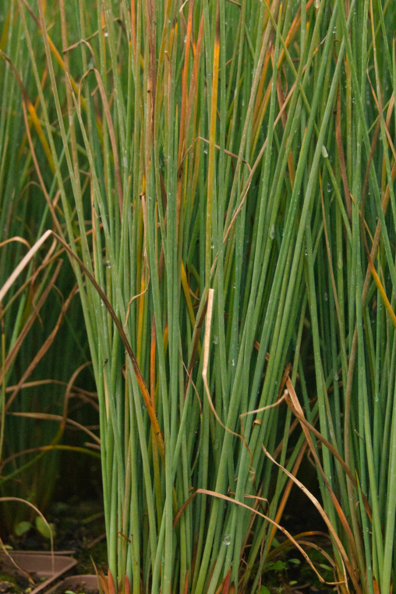 Juncus effusus 'Blue Dart'