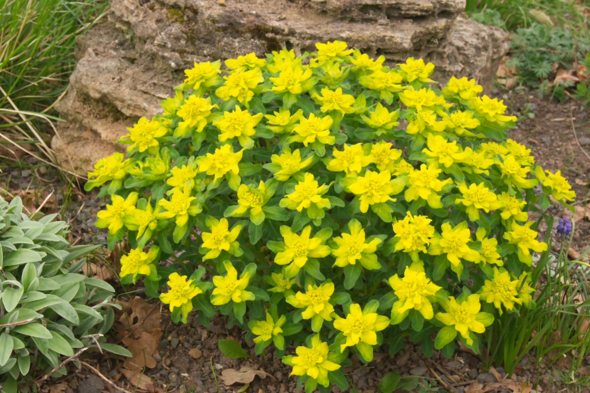 Euphorbia polychroma (epithymoides) - Gold-Wolfsmilch