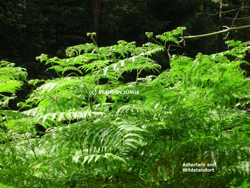 Pteridium aquilinum var. aquilinum gen.