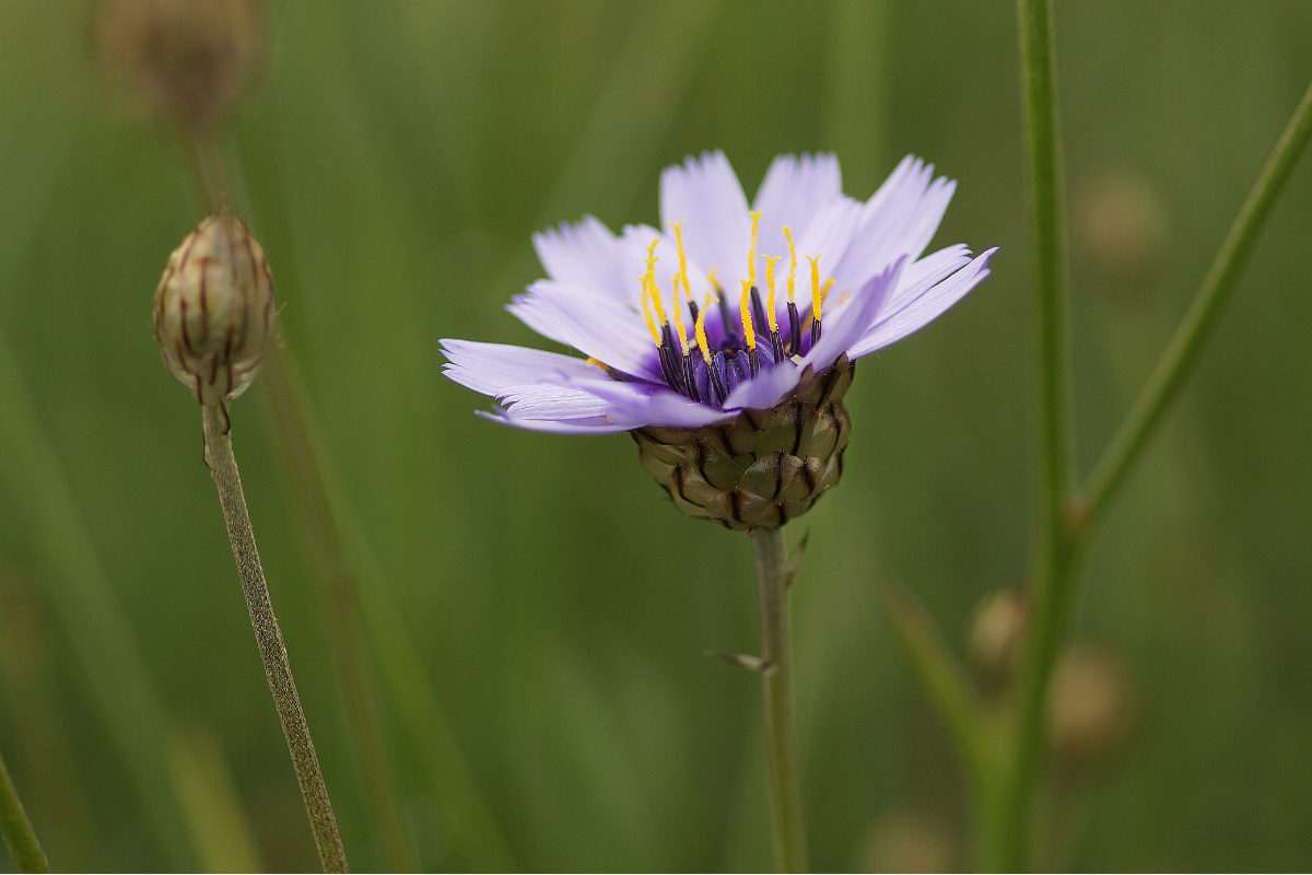 Catananche caerulea
