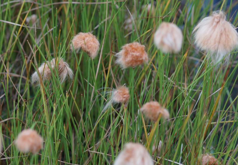 Eriophorum russeolum