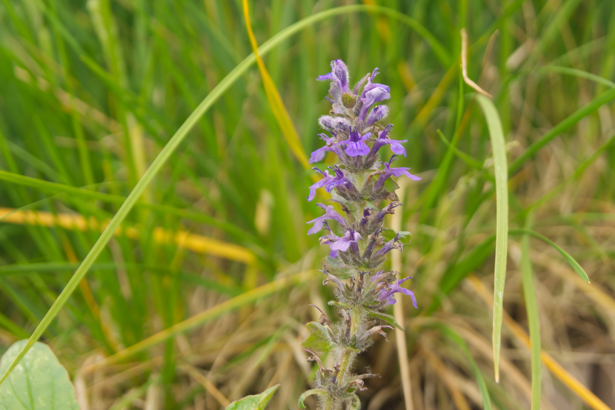 Ajuga genevensis