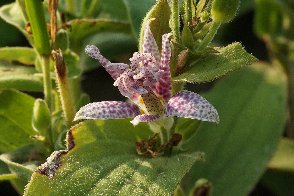 Tricyrtis hirta - Krötenlilie