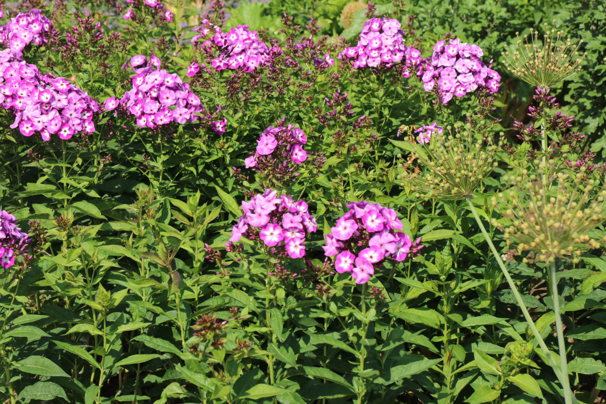 Phlox Paniculata-Hybr. 'Uspech'