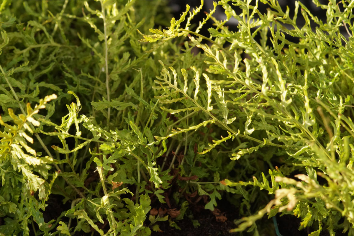Dryopteris filix-mas 'Linearis Polydactylon' gen.