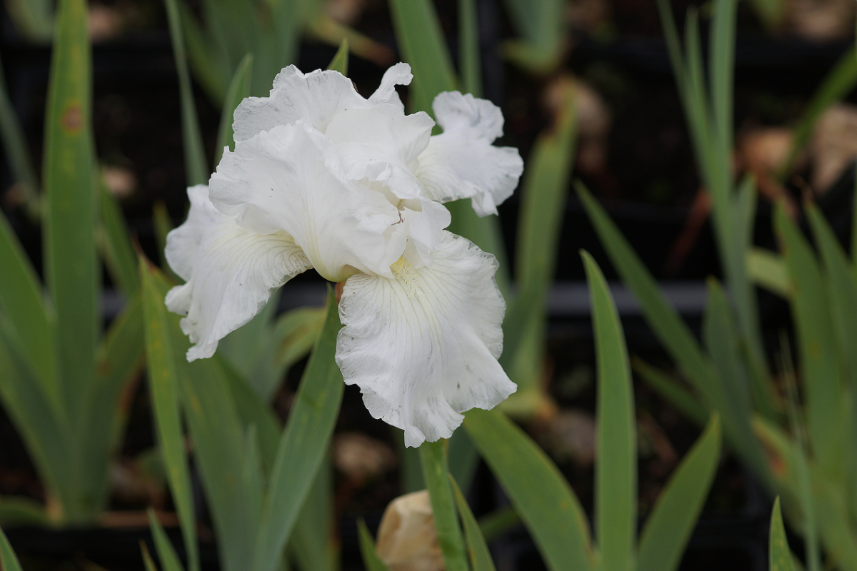Iris barbata-elatior 'Cliffs of Dover'