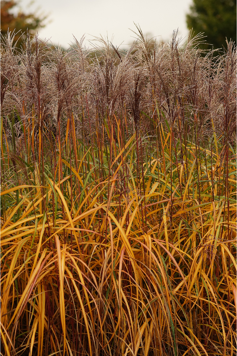 Miscanthus sinensis 'Malepartus'