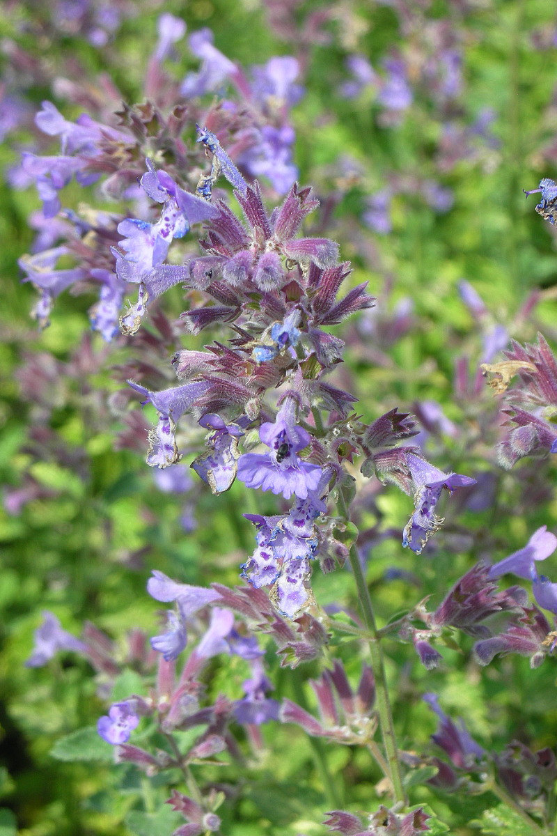 Nepeta x faassenii 'Walkers Low'