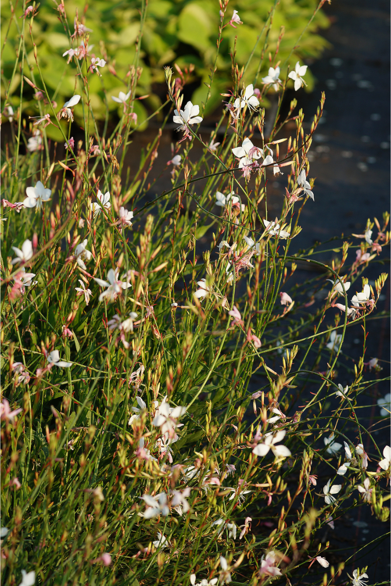 Gaura lindheimeri 'Whirling Butterflies'