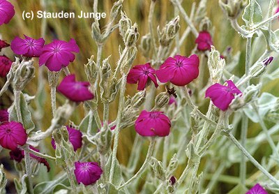 Lychnis coronaria - Vexiernelke, Kronen-Lichtnelke