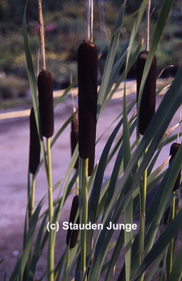 Typha latifolia