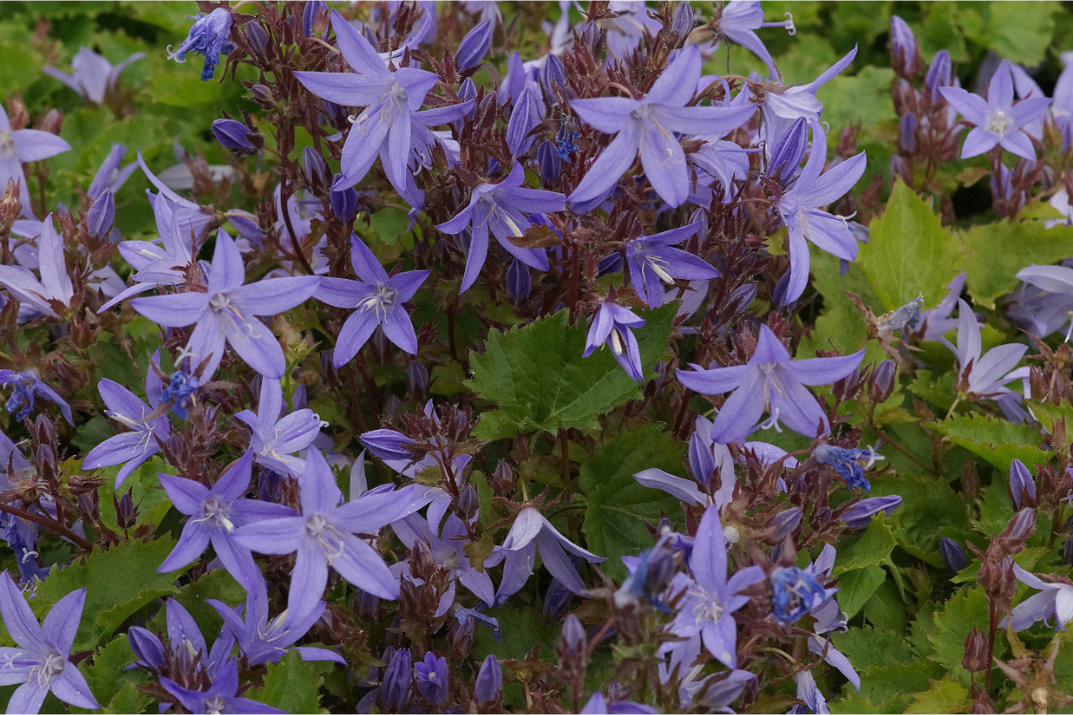 Campanula poscharskyana 'Blauranke' - Hängepolsterglockenblume