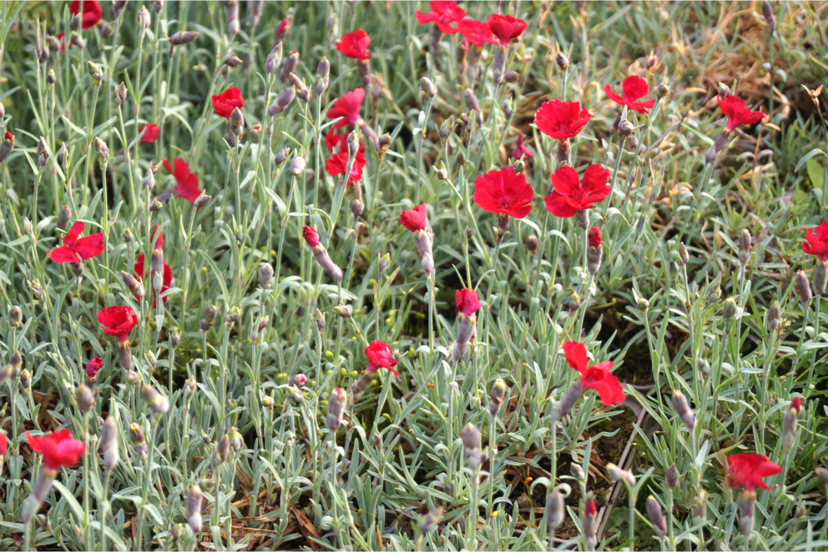 Dianthus Gratianopolitanus-Hybr. 'Rubin'