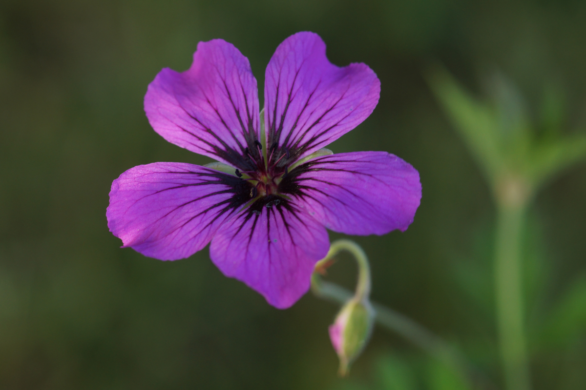 Geranium psilostemon 'Patricia' - Garten-Storchschnabel