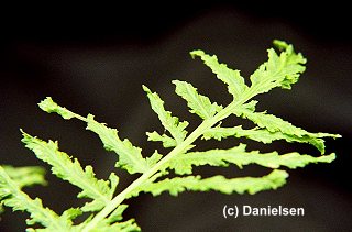Matteuccia struthiopteris 'Erosa' veg.