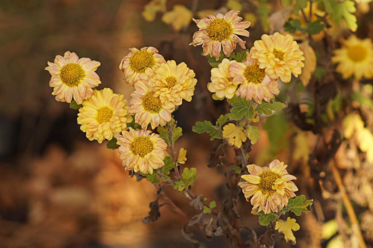 Chrysanthemum x hortorum 'Goldmarianne' - Winteraster