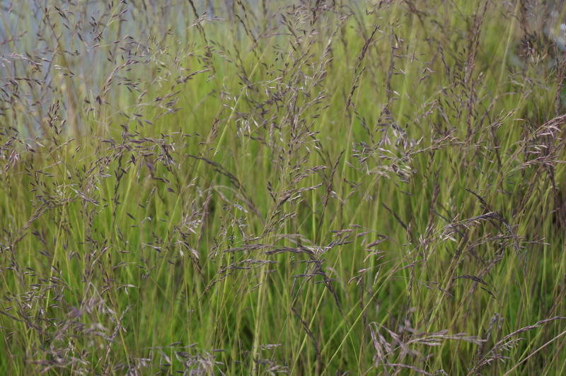 Festuca amethystina