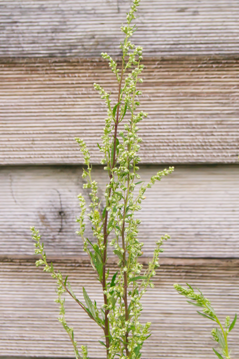 Artemisia vulgaris