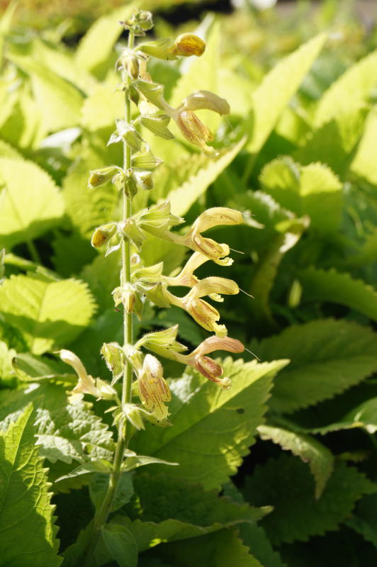 Salvia glutinosa