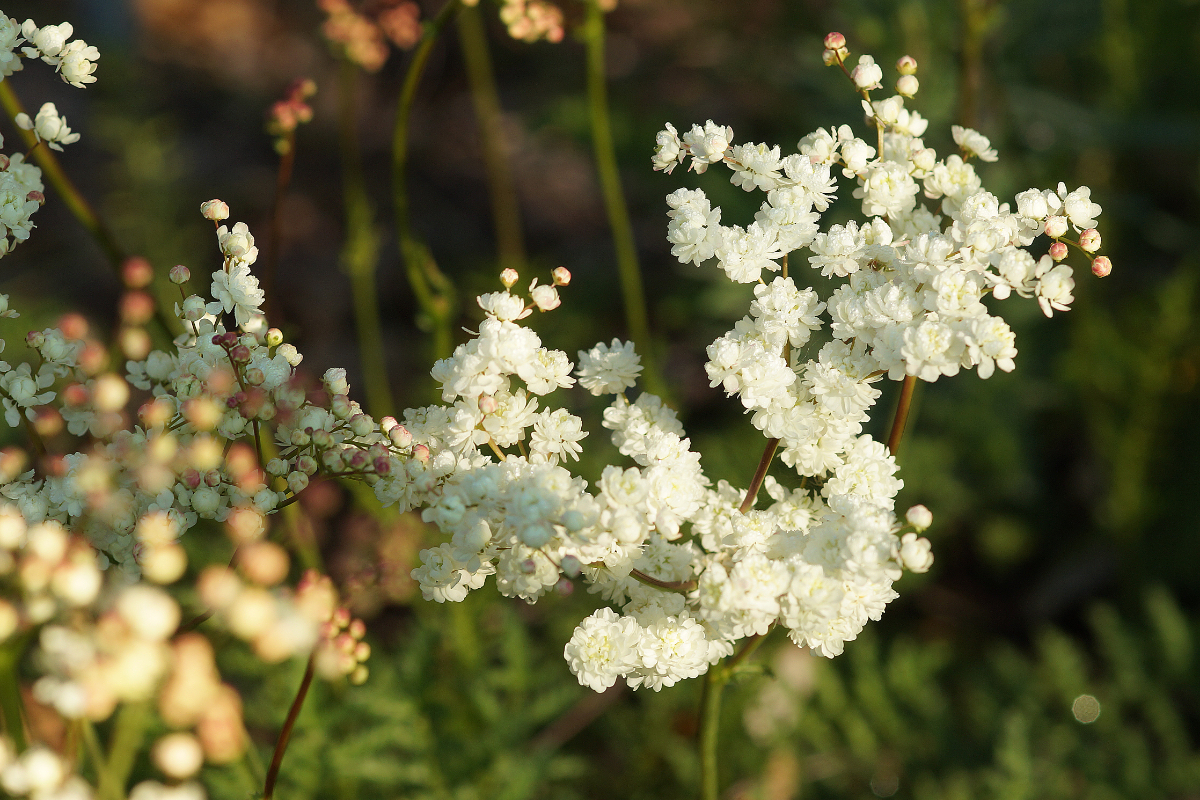 Filipendula vulgaris 'Plena'('Multiplex') - Kleines Mädesüß