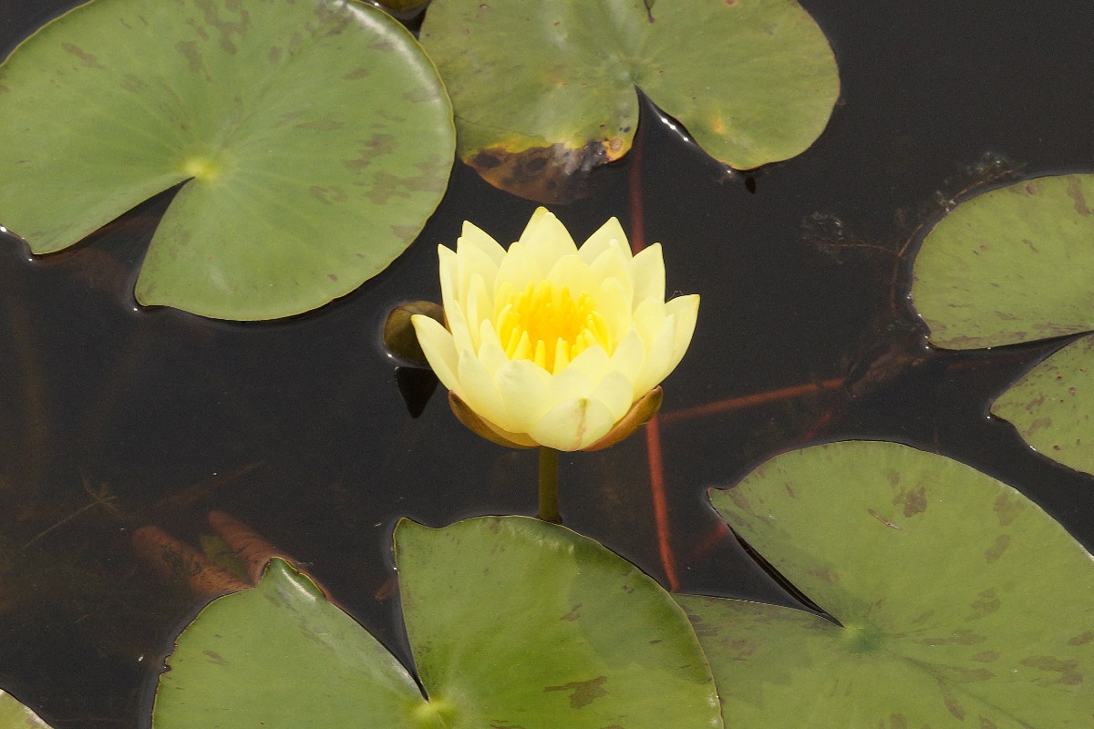 Nymphaea Hybride 'Joey Tomocik'