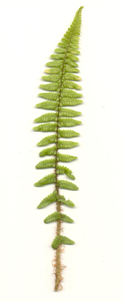 Dryopteris affinis ssp. affinis 'Pinderi' gen. - Schmaler Goldschuppenfarn