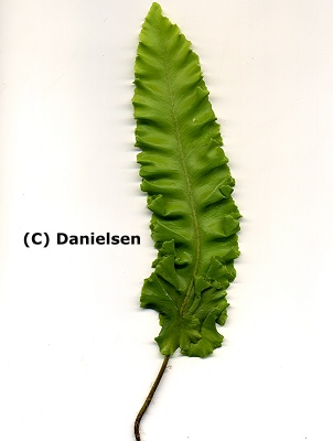 Asplenium scolopendrium Crispum Gruppe veg.