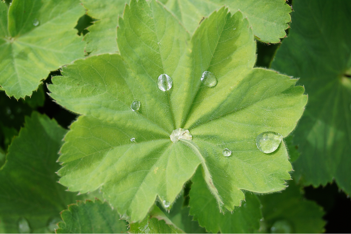 Alchemilla mollis