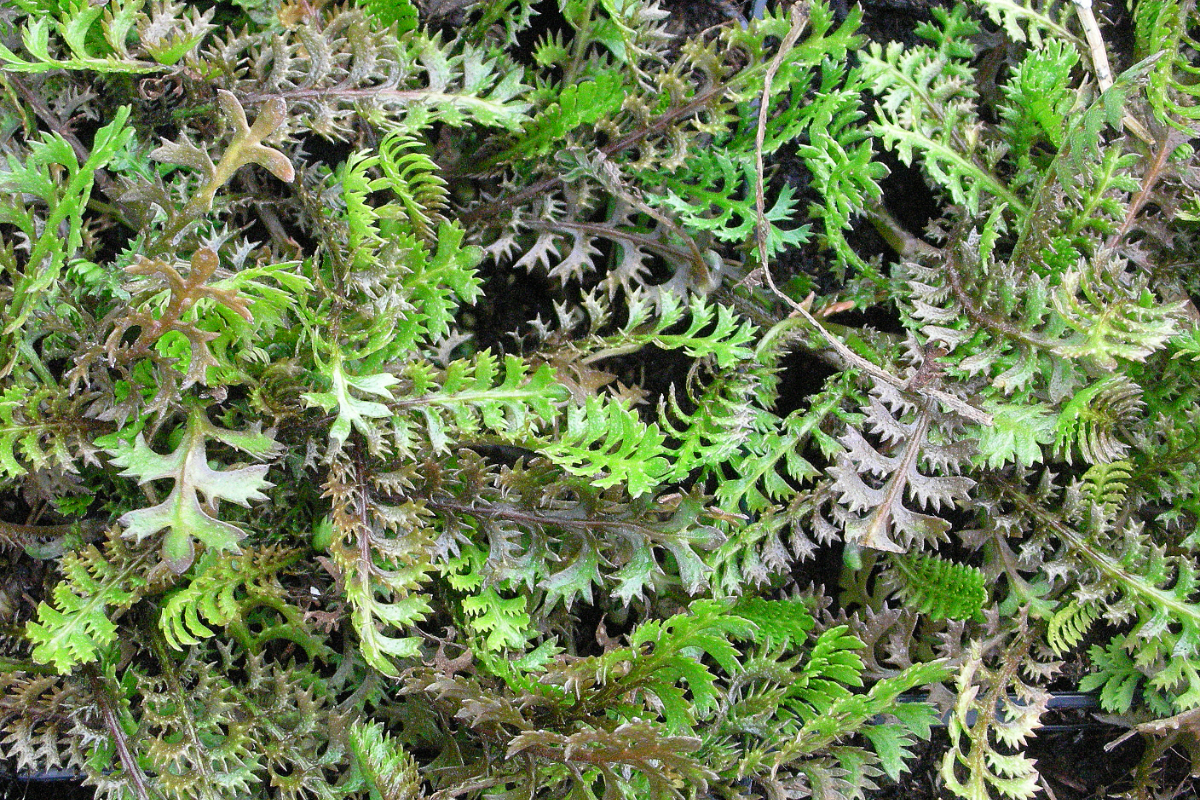 Leptinella (Cotula) squalida - Braunes Fiederpolster, Laugen