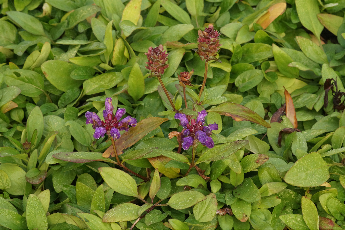 Prunella grandiflora - Braunelle