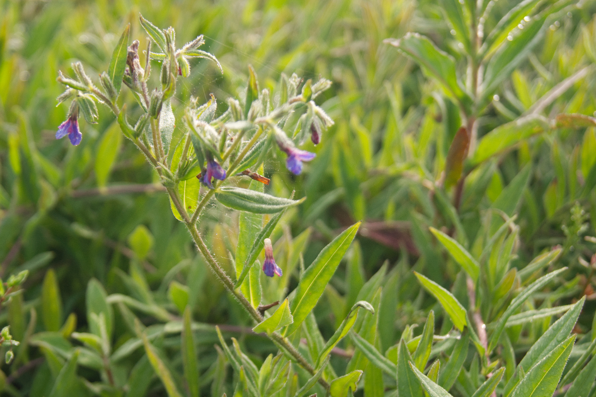 Buglossoides purpurocaerulea