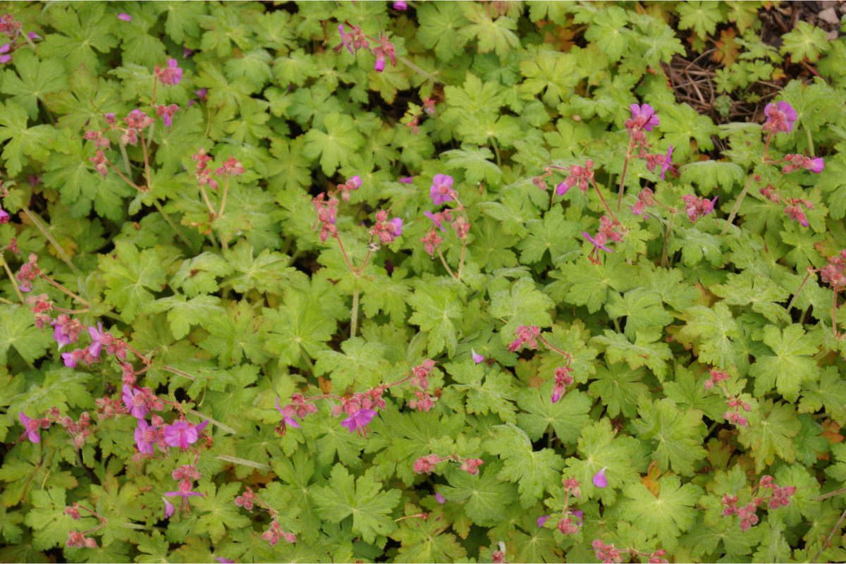 Geranium macrorrhizum 'Czakor'