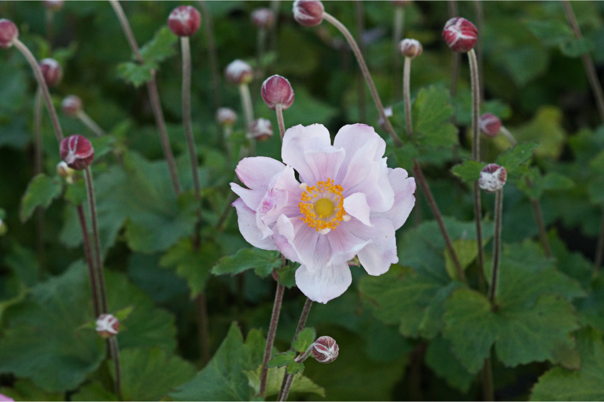 Anemone Japonica-Hybr. 'Königin Charlotte' - Herbstanemone