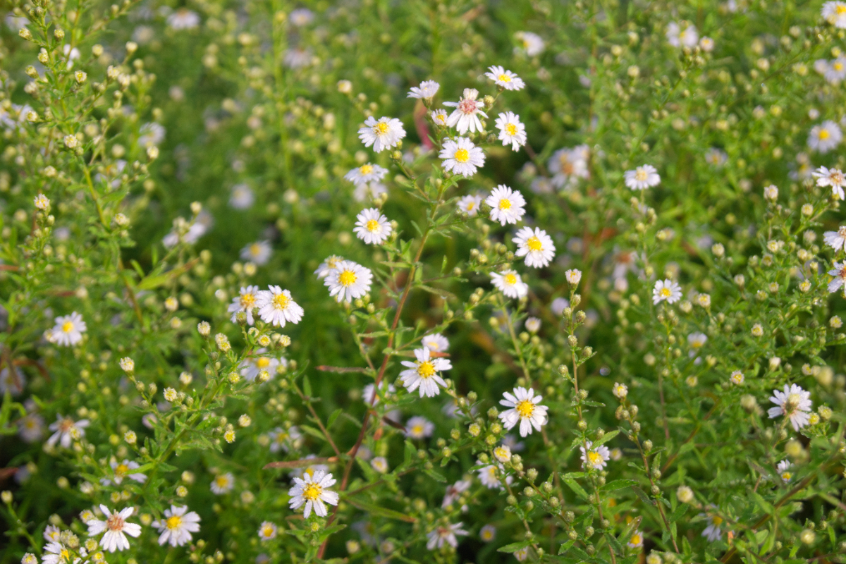 Aster ericoides 'Erlkönig'