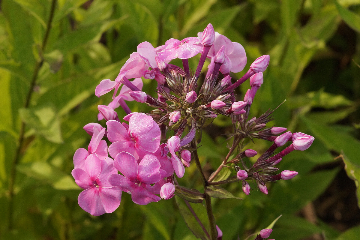 Phlox Paniculata-Hybr. 'Minnehaha' (ehemals amplifolia) - Hohe Flammenblume