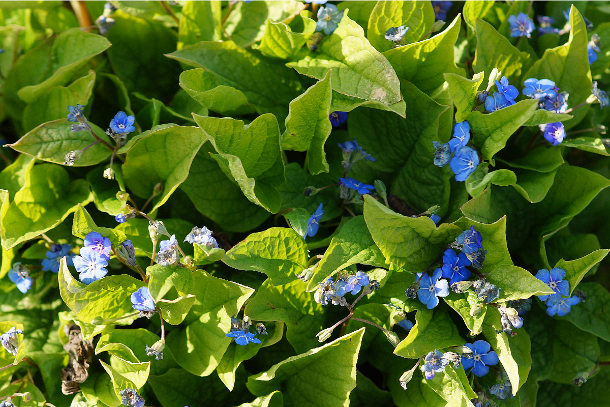 Omphalodes verna