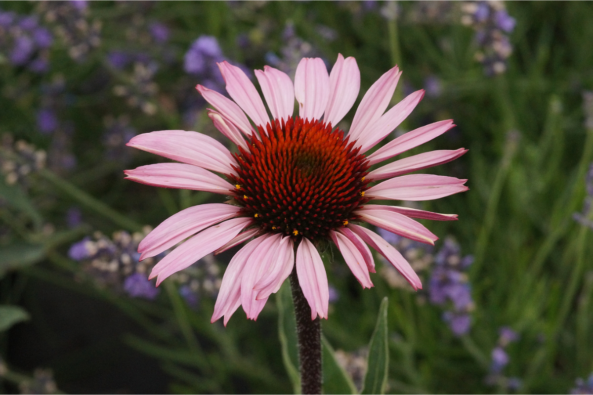 Echinacea purpurea 'Magnus'