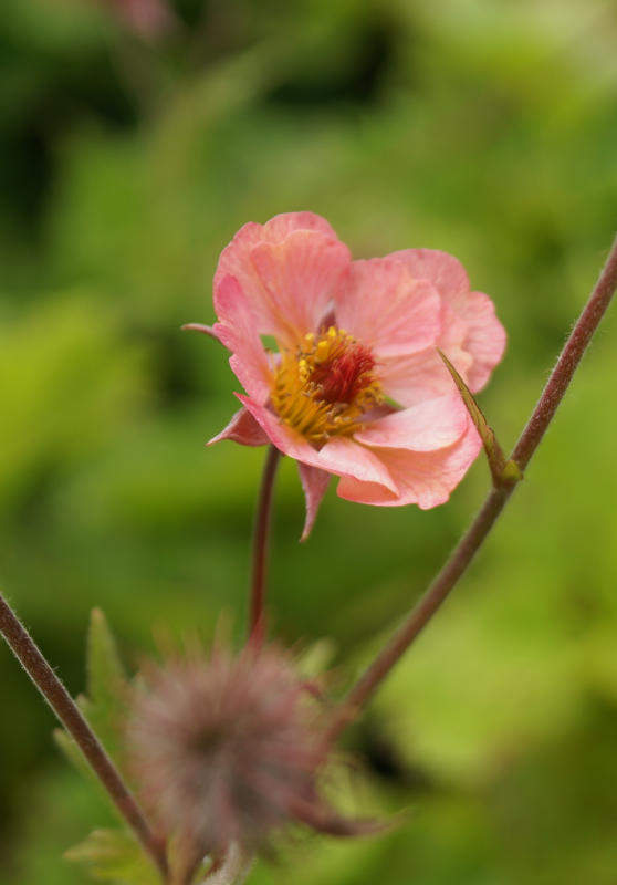 Geum chiloense 'Mai Tai' (R)