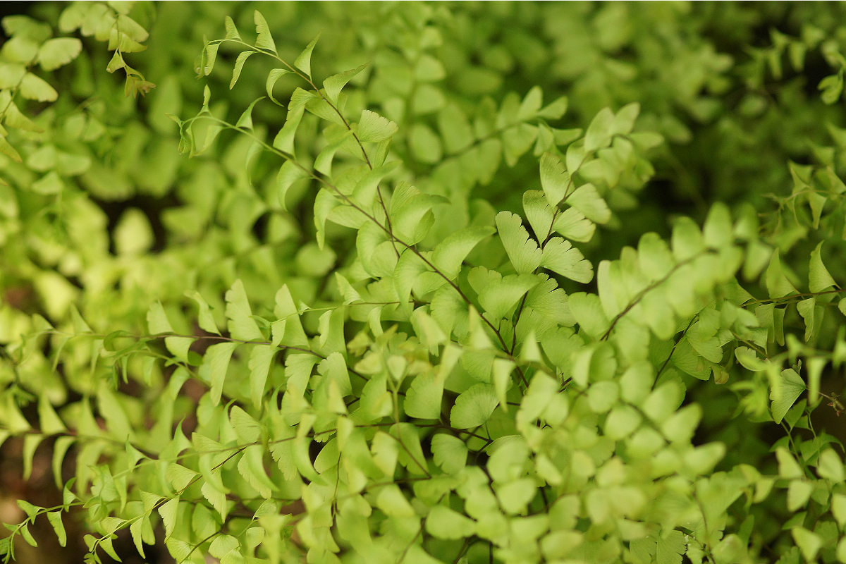 Adiantum pedatum var. aleuticum 'Imbricatum' gen.