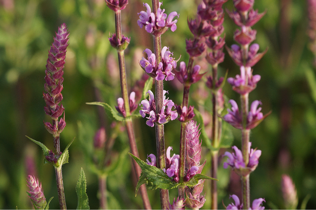 Salvia nemorosa 'Amethyst'