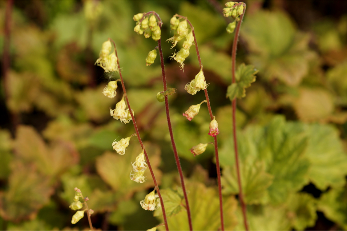 Tellima grandiflora 'Purpurteppich' - Falsche Alraunwurzel