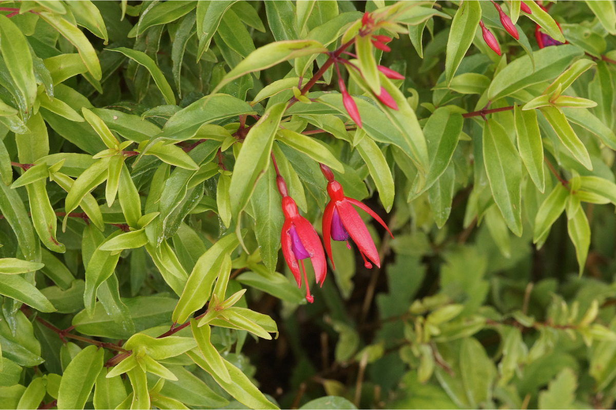 Fuchsia Hybride 'Bernisser Hardy' - Fuchsie
