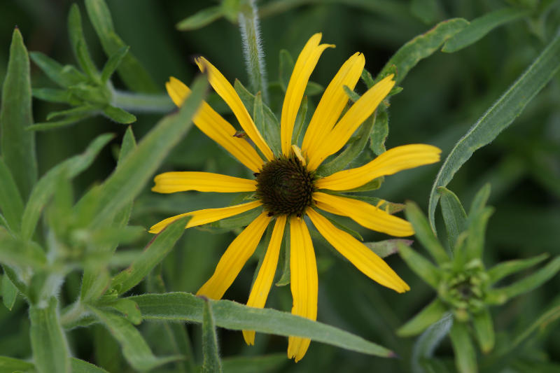 Rudbeckia missouriensis - Sonnenhut, Missouri-Sonnenhut