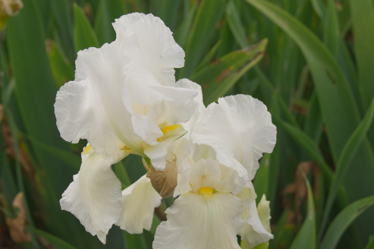Iris barbata-elatior 'Cliffs of Dover'
