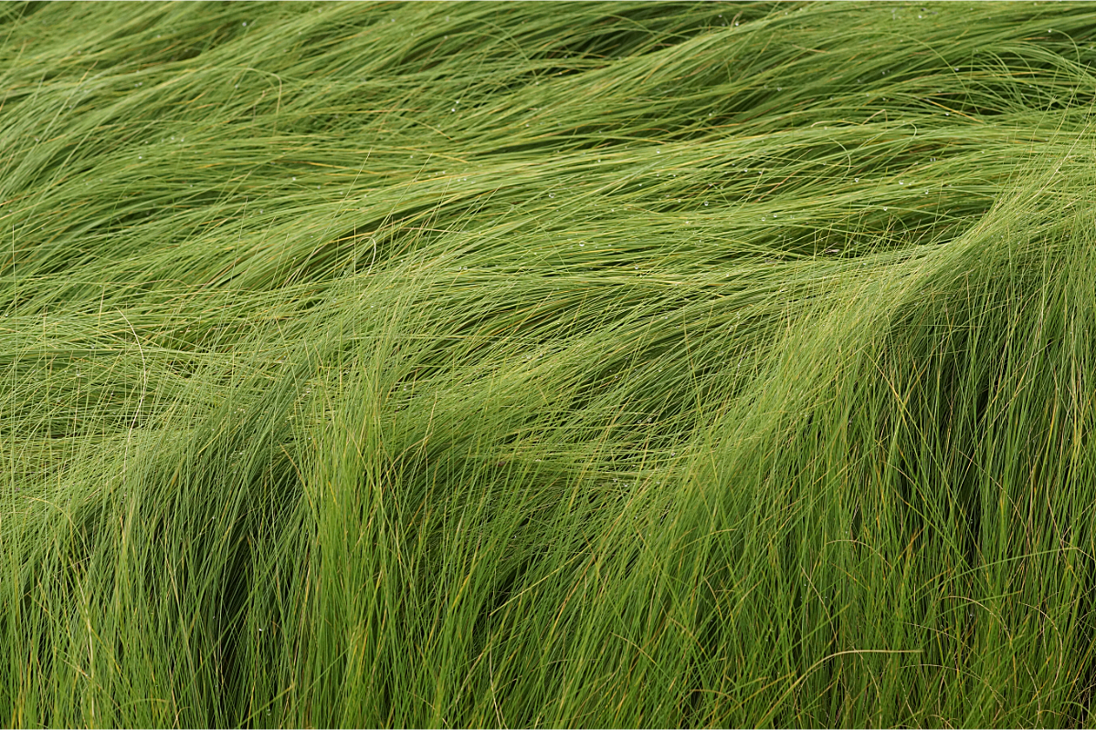 stipa_tenuissima_nasella_tenuissima_03