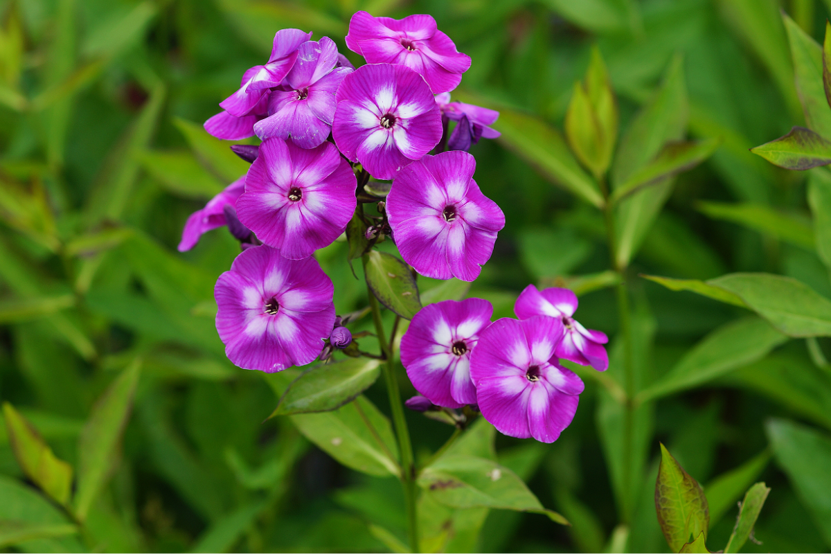 Phlox Paniculata-Hybr. 'Uspech' - Hohe Flammenblume