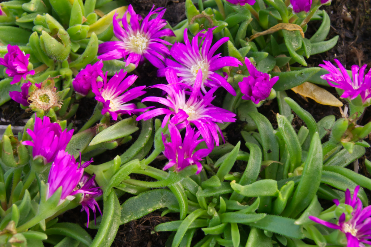 Delosperma sutherlandii
