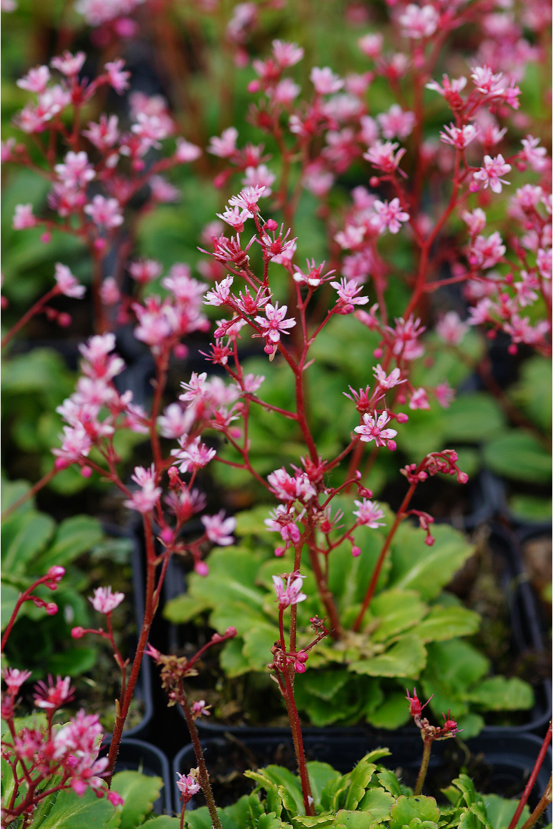 Saxifraga x urbium 'Clarence Elliott'